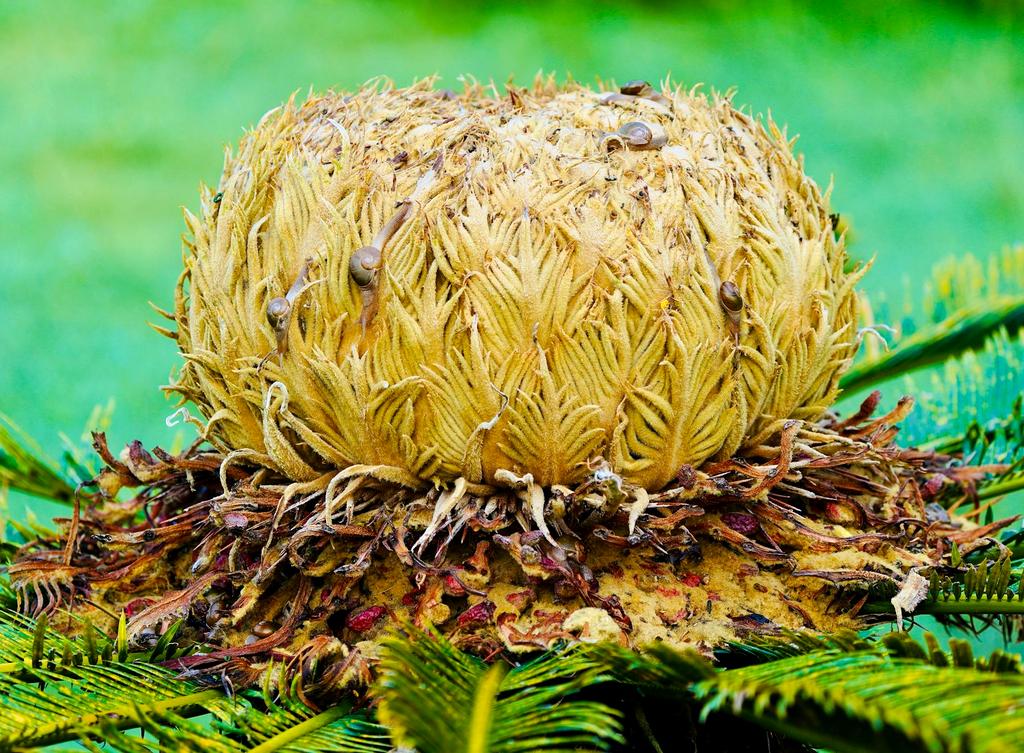 Modelul Fibonacci în natură